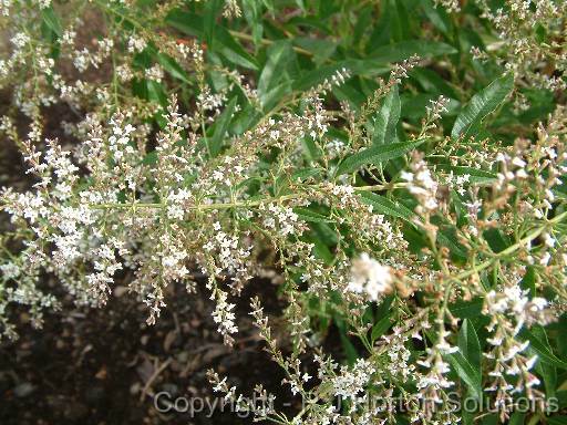 Lemon verbena 